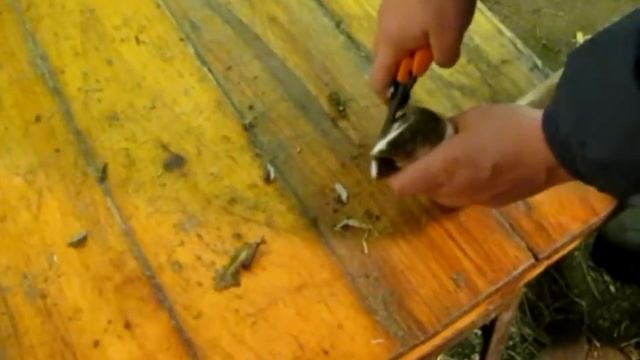 How To Trim Goat Hooves - The GoatMentor