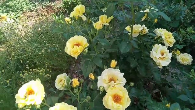 Роза Лихткенигин Лучия смотреть онлайн