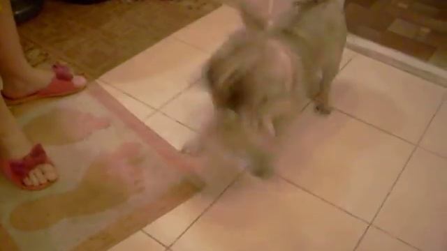 мопс артём смотреть онлайн