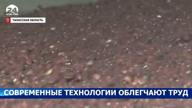 Таласская фасоль – борьба за мировые рынки! смотреть онлайн