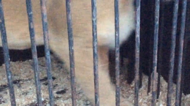 Тигролев родился в цирке-шапито "Корона" в Подольске смотреть онлайн