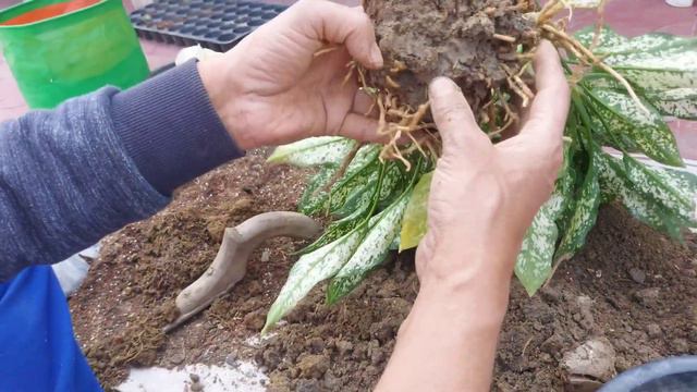 Tips for multiply Aglaonema Plant | Care of Aglaonema | Chinese Evergreen Romeo |Rooftop Organics смотреть онлайн