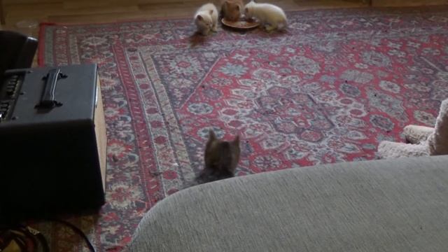 А у нас пополнение! ❖ КОТОЖИЗНЬ! 11 июня 2018