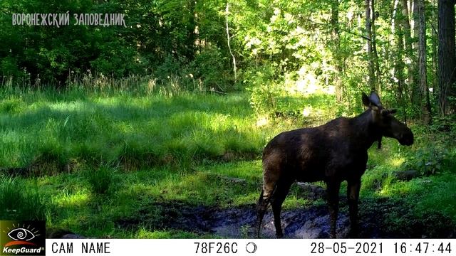 У копытных пополнение! Воронежский заповедник смотреть онлайн