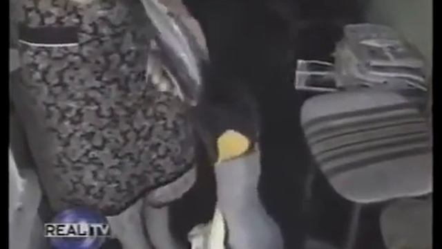 Как пингвин Лала ходит за рыбой на рынок