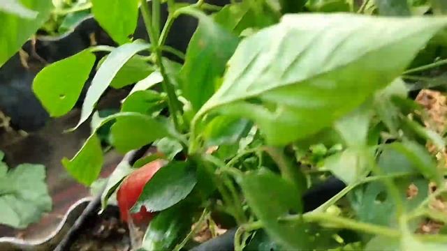 подорожание электричества в Эстонии, сколько сажать кустов огурцов смотреть онлайн