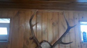 Реставрация винтажных рог благородного оленя , как сделать необычно рога оленя продам рога оленя н
