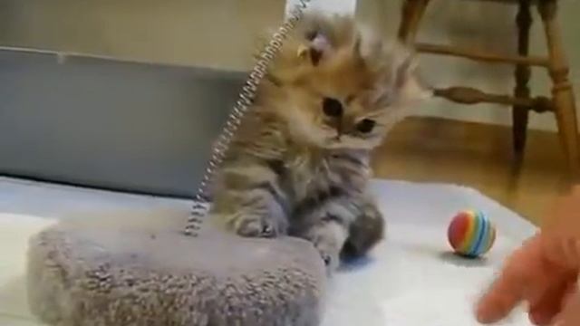 маленький котенок играется смотреть онлайн