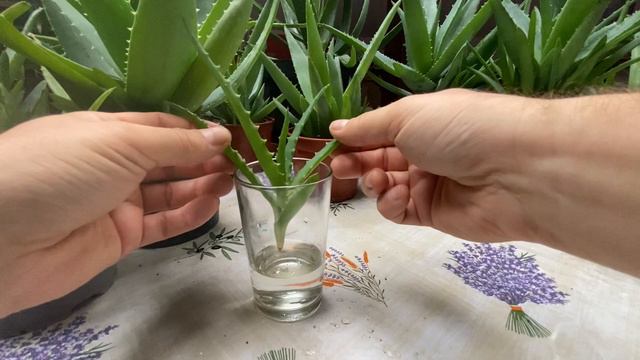 Jak sprawić żeby korzenie Aloesu rosły w dół ? /Easy trick to grow Aloe roots down смотреть онлайн