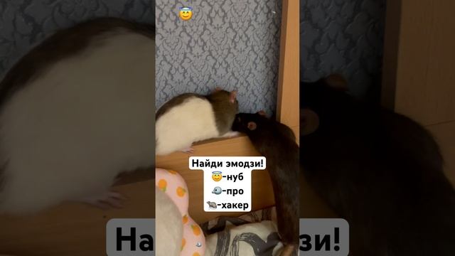 Ну что,нашёл? Лакну если все нашёл))))#крыса смотреть онлайн