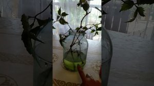 Девичий виноград, быстрый способ укоренения