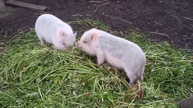 ?? Минипиги, микропиги, питомник Рязанская Диковинка, Рязань, животные, питомцы, minipig, micropig смотреть онлайн