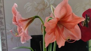 Амариллис/ Гиппеаструм . Зимнее цветение и содержание. Уход. Растение долгожитель.  #амариллисы