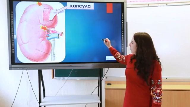 9 класс. Биология. Строение мочевыделительной системы смотреть онлайн