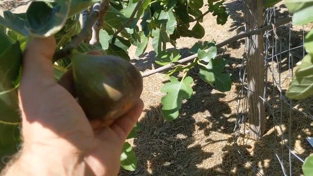 #bestfig #figs Improved Brown Turkey fig/ инжир Турецкий коричневый улучшенный смотреть онлайн