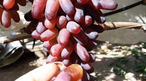 Виноград Карнавал. 2020г. Видео каталог.