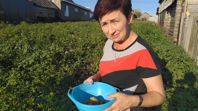 Семья Баляевых из Черемшана попробовала новый урожай картофеля смотреть онлайн