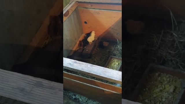 нарциссы красота смотреть онлайн