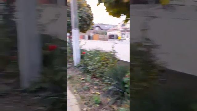 Пальмы есть, бананов нет.) Воробей попался.😺 смотреть онлайн