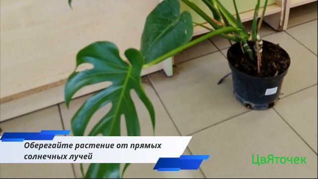 Монстера. Особенности ухода смотреть онлайн