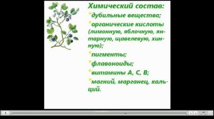 Черника Полезные свойства