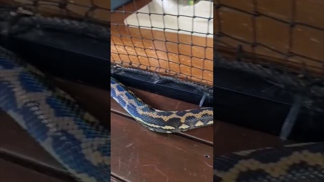 Cheeky python trying to enter a cat cage! смотреть онлайн