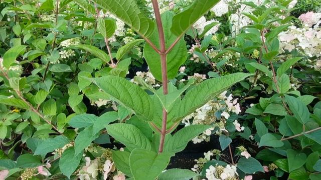 Саженцы гортензии метельчатой Вимс Ред смотреть онлайн