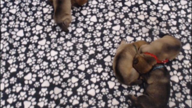 Akitsu Shikoku Ken Puppy Cam