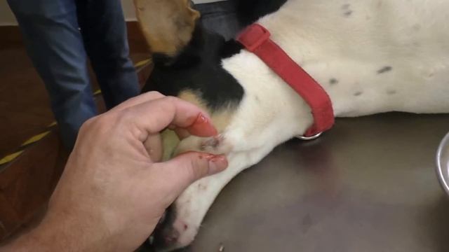 Ahmed's dog - Did she injure herself on a stick? смотреть онлайн