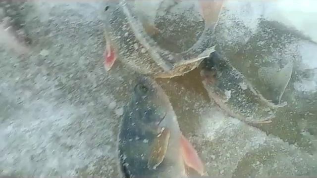 Зимняя рыбалка на удочку / Winter fishing on the fishing rod. Томская область река Васюган. смотреть онлайн