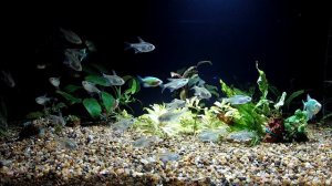 Бриллиантовые тетры