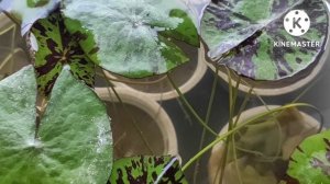 Выращивание тропических нимфей из семян.