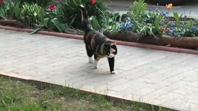 Лето / дачная жизнь/ кошу траву / куры на выпасе смотреть онлайн