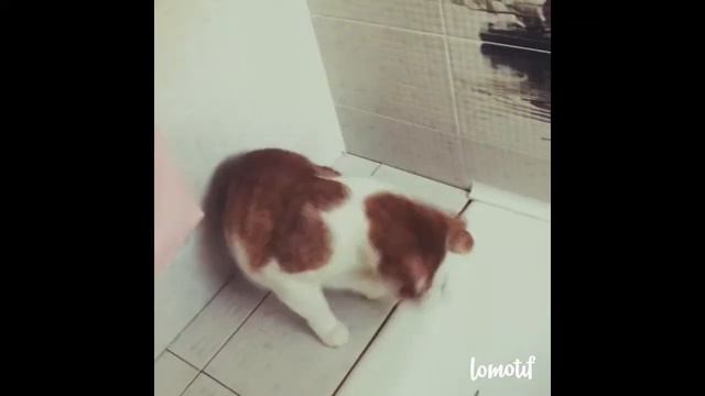 Маркиз. Кот. Прикол. Ловкий. Мышка. Игра. Смотреть. Смех. смотреть онлайн