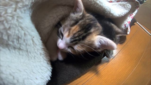眠そうな子猫に毛布を掛ける。寒いから風邪ひかないでよキラミコちゃん。【赤ちゃん猫】【保護猫】 смотреть онлайн