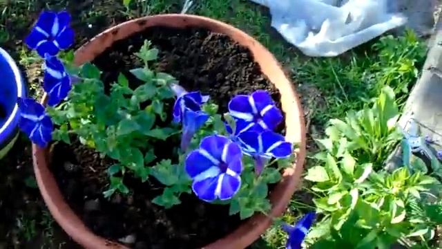 Как с экономить грунт. при посадке больших обьемов кашпо смотреть онлайн