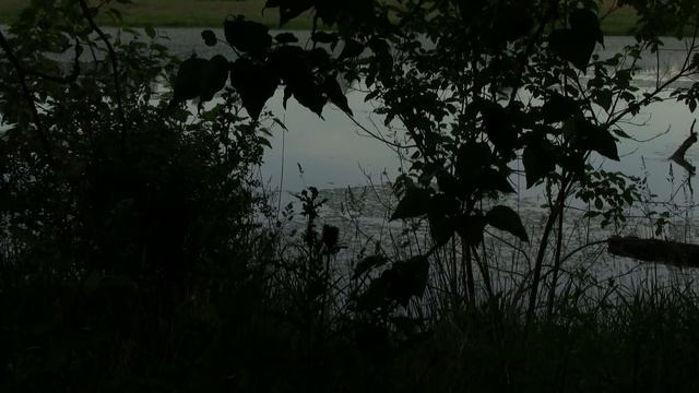 Bullfrogs Singing. Лягушка-бык, пение (2472sp) смотреть онлайн