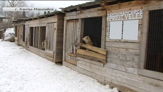 Югорчан призвали стерилизовать собак смотреть онлайн