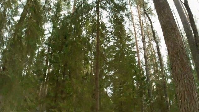 Маленькое путешествие к БОЛЬШОЙ ЕЛИ. Музыкант в отпуске смотреть онлайн