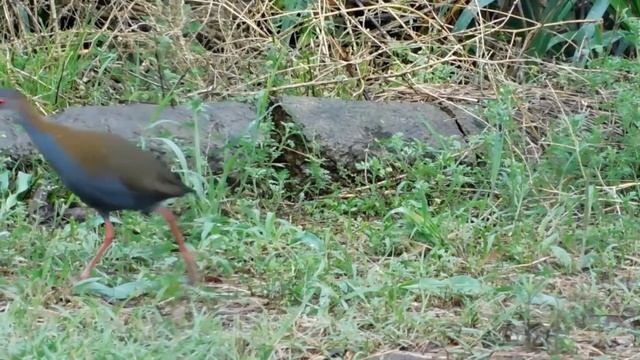 COBRA GIGANTE ENGOLE PESSOA NA INDONÉSIA + FILMAGEM INÉDITA NO CANAL E REGISTROS DE AVES смотреть онлайн