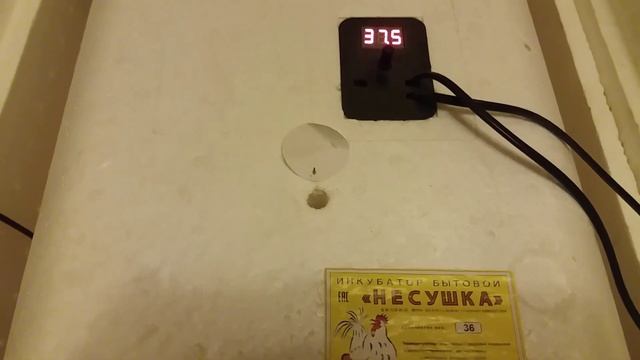 27-й день инкубации гусиных яиц. Овоскопирование. смотреть онлайн