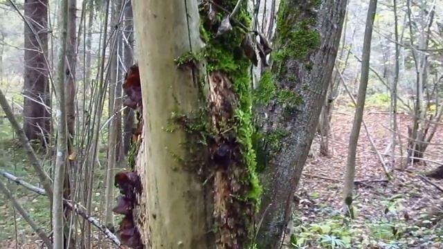 Auricularia auricula on Sambucus niger смотреть онлайн