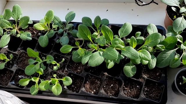 Ампельная ПЕТУНИЯ от "А до Я." От посева и до цветения. смотреть онлайн