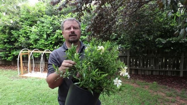 ALL ABOUT GARDENIAS - Details About Different Varieties And How To Grow Gardenias