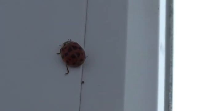 Почему божьи коровки дома что едят божьи коровки смотреть онлайн