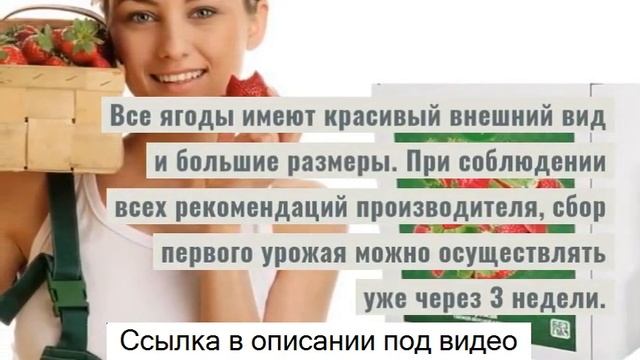 Клубника ЧУДО ЯГОДНИЦА сказочный сбор отзывы - чудо ягодница сказочный сбор – домашняя ягодница. смотреть онлайн