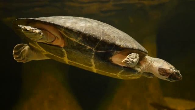 Ambient Study Music To Concentrate - Music for Studying, Concentration and Memory #616 смотреть онлайн