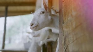 Звук козы: как блеет коза?