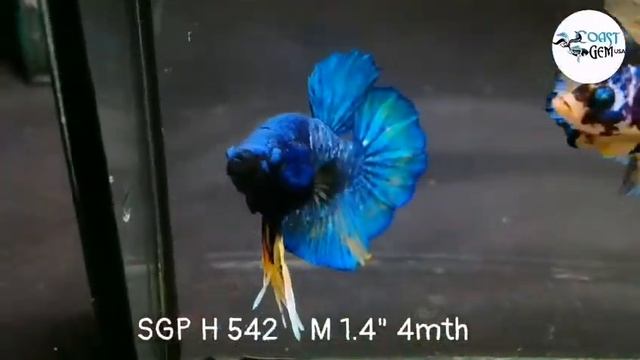 (SGP-542) Avatar Fancy Plakat Male Betta смотреть онлайн
