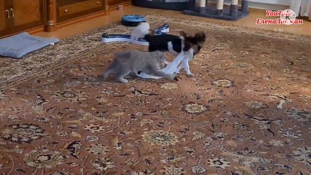 Это надо увидеть!❗ Дружба Котёнка с Собакой! Шотландский котёнок обожает собаку породы Чихахуа/Йорк смотреть онлайн